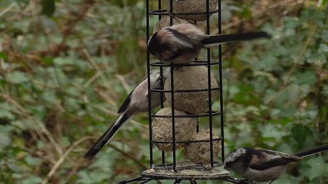 Long-tailed Tits or Long-tailed Bushtit (Aegithalos caudatus) Feeding on Fat Balls