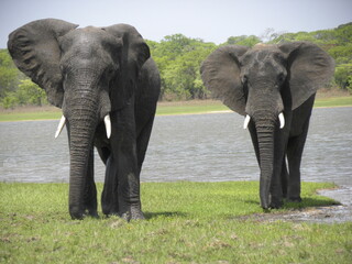 Two Elephants Staring at Me