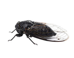 Cicada Isolated on White Background