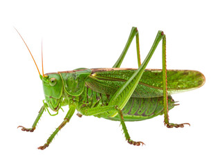 Grasshopper Isolated on White Background