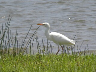 Egret