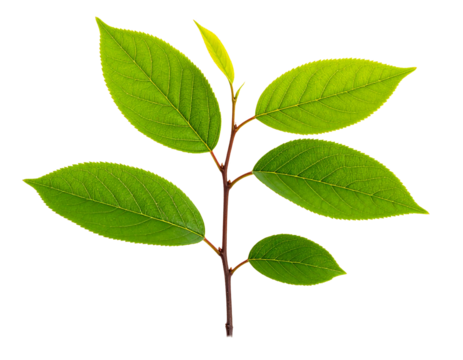 A fresh green branch with young leaves, isolated on a white background, similar to a previous leaf image but distinct in arrangement