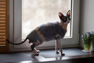 Portrait of a Canadian Sphynx cat on the window