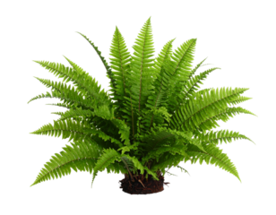 A lush green Boston fern, isolated on a white background, representing indoor plants and natural decor.