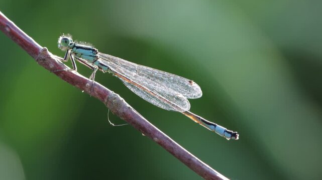 Grosse Pechlibelle (ischnura elegans)