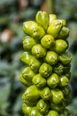 Italienischer Aronstab (Arum italicum) - Fruchtstand