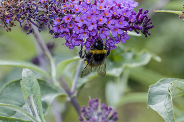 Erdhummel sucht Nektar auf einem Schmetterlingsflieder