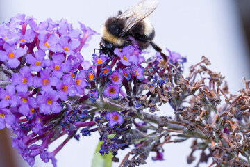 Erdhummel sucht Nektar auf einem Schmetterlingsflieder © etfoto