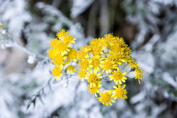 Wei&szlig;filziges Greiskraut (Jacobaea maritima)
