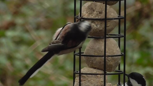 Long-tailed Tit (Aegithalos caudatus) Feeding on a Fat Ball Bird Feeder