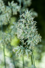 Gewöhnliches Knäuelgras (Dactylis glomerata) - Blütenstand