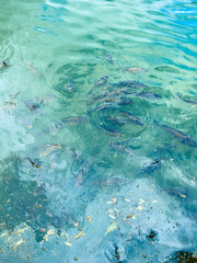 Tranquil Waters A Vibrant School of Colorful Fish Gracefully Swimming in the Clear, Blue Surface of the Ocean, Generating Beautiful Reflections and Gentle Ripples That Dance Across the Water