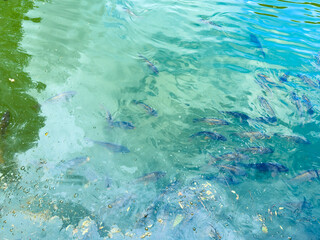 The reflections on the calm and serene water beautifully showcase a vibrant school of colorful fish...