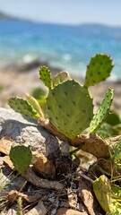 prickly pear cactus