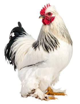 Braekel rooster standing on transparent background