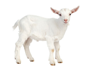 White baby goat standing on transparent background