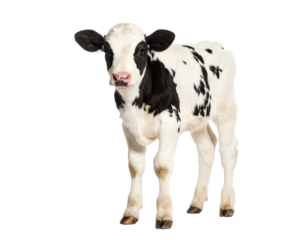 Young black and white calf standing on transparent background