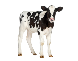 Young holstein friesian calf standing on transparent background