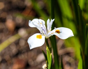Close-up of a single white iris