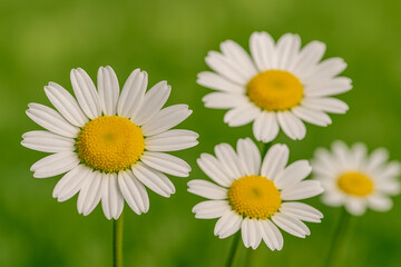White Daisies in Bloom with Soft Green Background