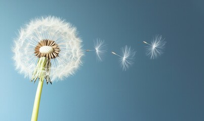 Obraz premium Dandelion dispersing seeds against blue sky, representing springtime and the power of nature