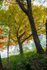 Fototapeta premium 美しい紅葉の森 