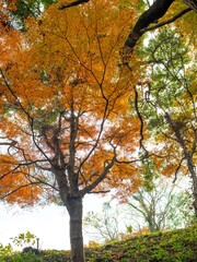 美しい紅葉の森	