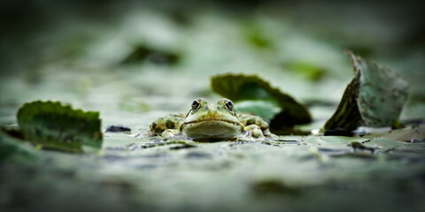 Pelophylax ridibundus aka European marsh frog in the pond. Funny eye level view.