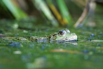 Pelophylax ridibundus aka European marsh frog in the pond. Hidden in foliage. Mimicry camouflage.