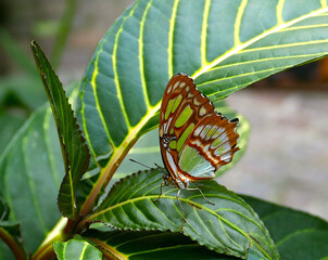 Green butterfly on veined leaf