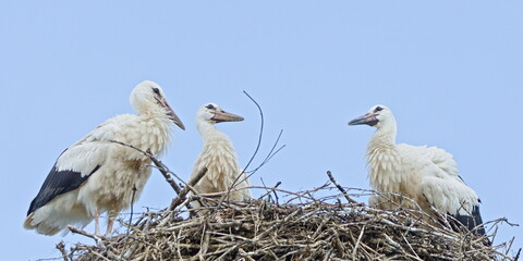 Ciconia ciconia aka White Storks young birds perched on the nest located on electric pole. Nature of Czech republic.