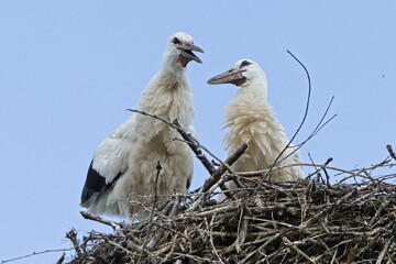Ciconia ciconia aka White Storks young birds perched on the nest located on electric pole. Nature of Czech republic.