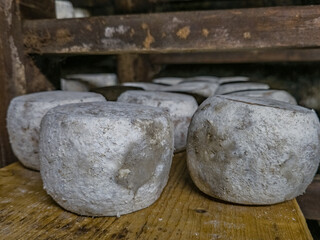 Close up view of rounds of ripened Tome French cheese from Savoy on special wooden shelves in a cellar