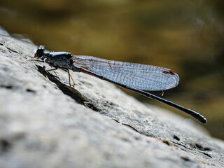 Dragonfly on a rock
