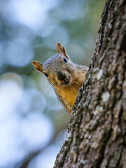 Squirrel in a tree
