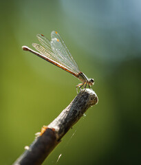 Dragonfly on stick