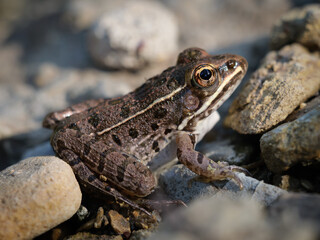 Frog on rocks