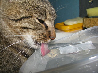 Domestic cat drinking water from a clear bowl in a kitchen sink, surrounded by sponges and cleaning...