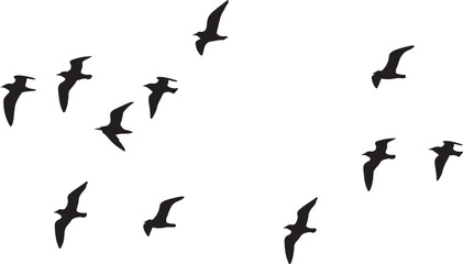 Fototapeta premium Flock of black birds in flight flying silhouette