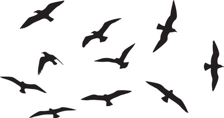 Flock of soaring birds in silhouette flying black
