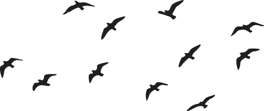 Flock of black birds soaring across white background flying wings