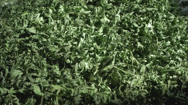 Fine cut parsley dries in a simple process that retains natural fragrance. Its contribution to culinary artistry transforms soups, breads, and savory pastries with refreshing herb tones