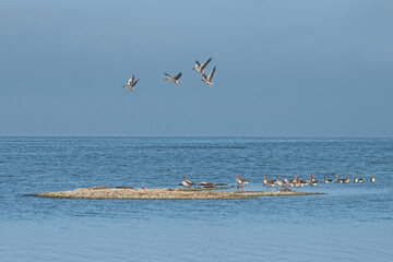 Wildgänse am See 