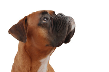Majestic Boxer Dog Gazing Upwards with Thoughtful and Expressive Eyes