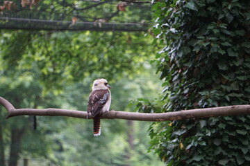 Kukabura chichotliwa odpoczywa na gałęzi © Adam