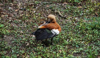The ornamental duck displays colorful plumage and a distinctive body shape. Its natural habitat includes calm water bodies and garden ponds. © Adam