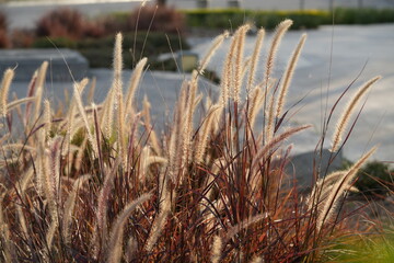 Fototapeta premium Spectral Eyes: Golden Grasses by the Water in Gentle Afternoon Light
