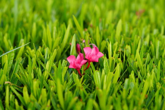 Spectrum Eyes: Singular Bloom in Neon Green Field