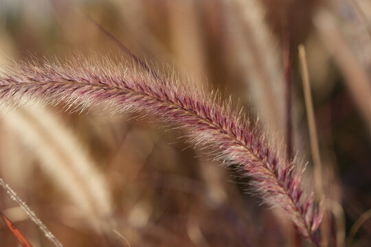 Spectrum Eyes: Purple Foxtail Grass Close-Up in Warm Light - Powered by Adobe