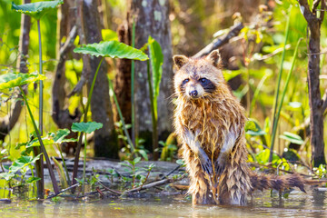 Wild common raccoon (Procyon lotor) in the louisiana swamps